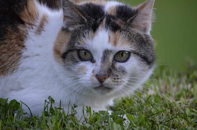 Female Cat Name