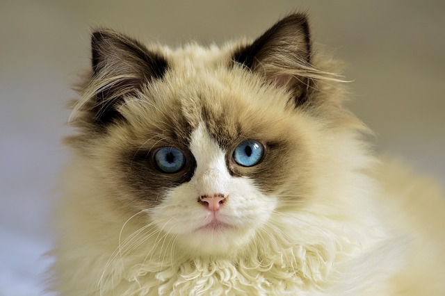 French cat names