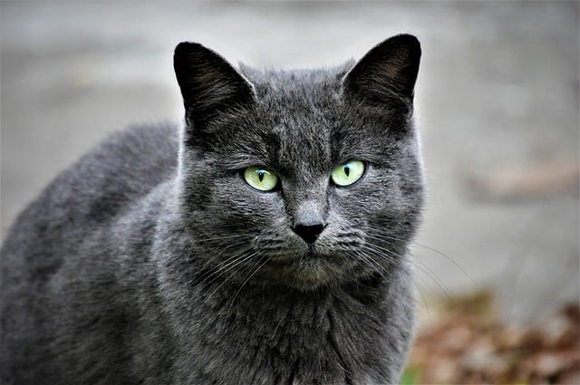 Male cat names