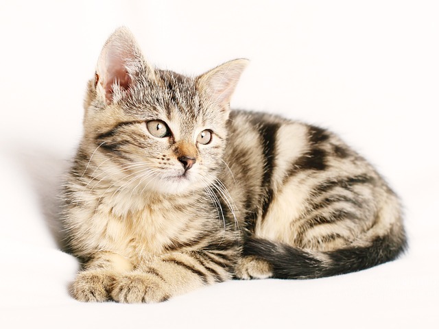 Spanish Cat Names