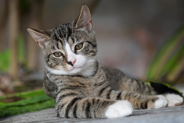 unique cat names