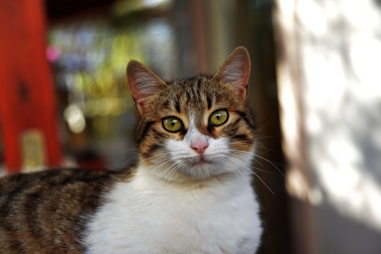 weirdest cat names
